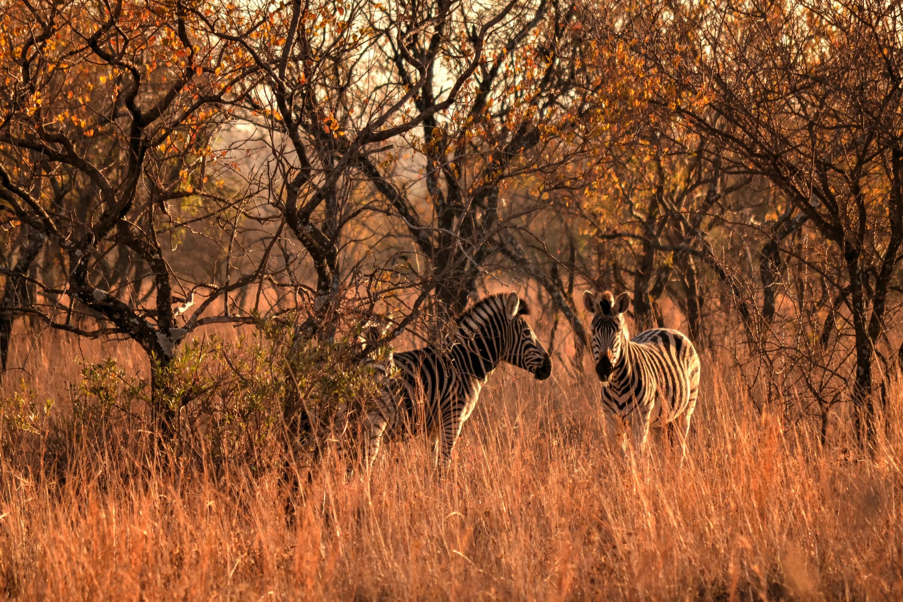 Животные Африки саванны Африки. Африканский Зебра в саванне. Африка Саванна дикий мир. Африка пустыня Саванна джунгли. Зебра живет в африке