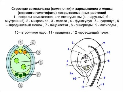 Из мегаспор сосны формируются яйцеклетки пыльцевые