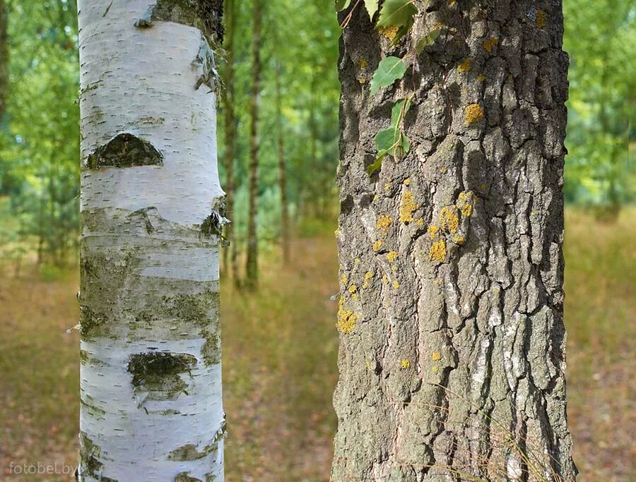 Береза. Белеет ствол березы. Цвет ствола березы. Береза бородавчатая кора. Белеет ствол березы.