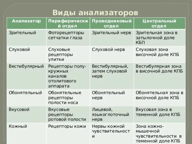 Таблица строения периферического отдела вкусового анализатора. Анализаторы периферический отдел проводниковый отдел. Проводниковый и Центральный отделы анализатора. Строение и функции анализаторов таблица.