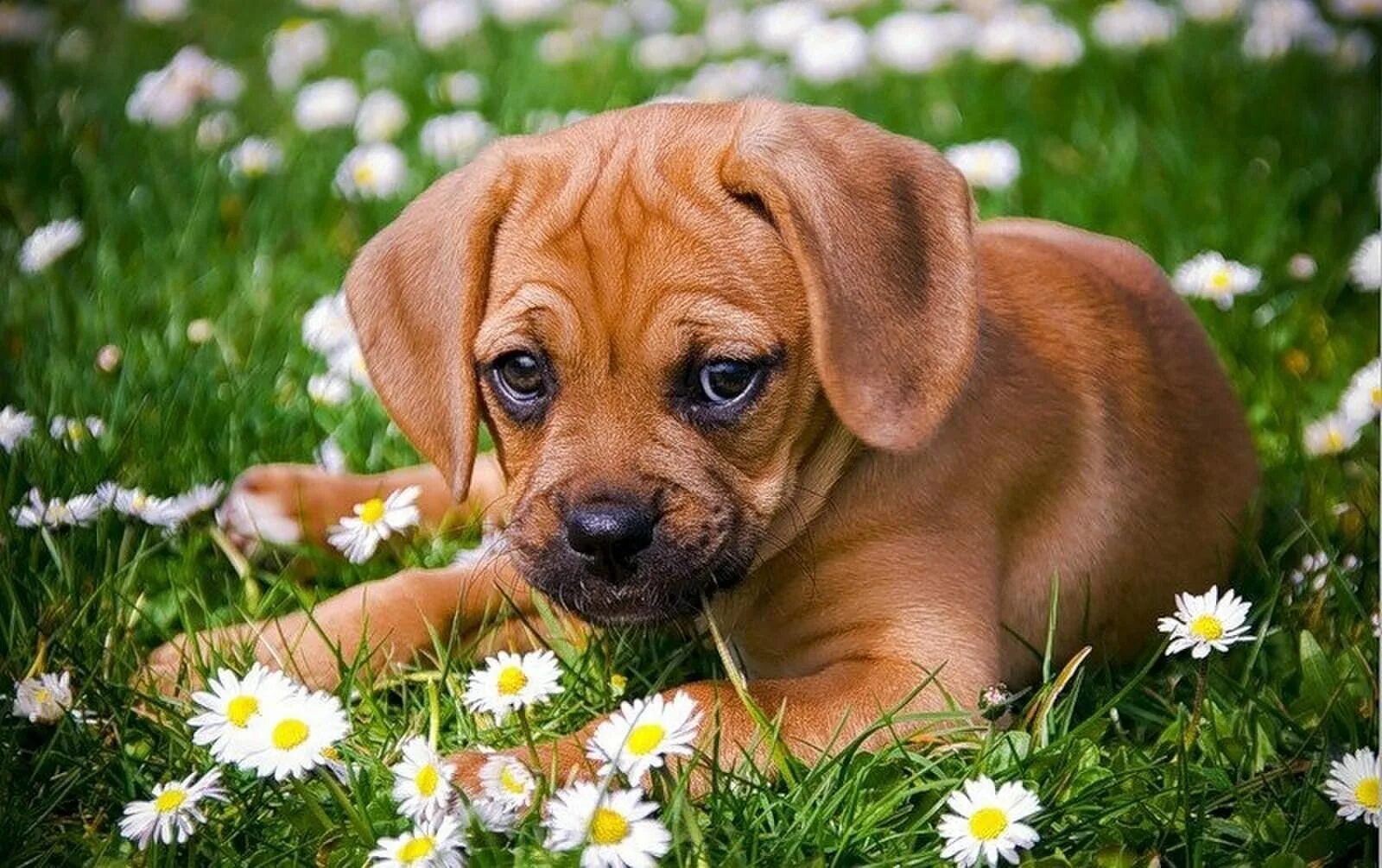 Фото щенков. Желтый щенок retriever лабрадора. Лабрадор пушистый. Бежевый щенок. Милый щенок.