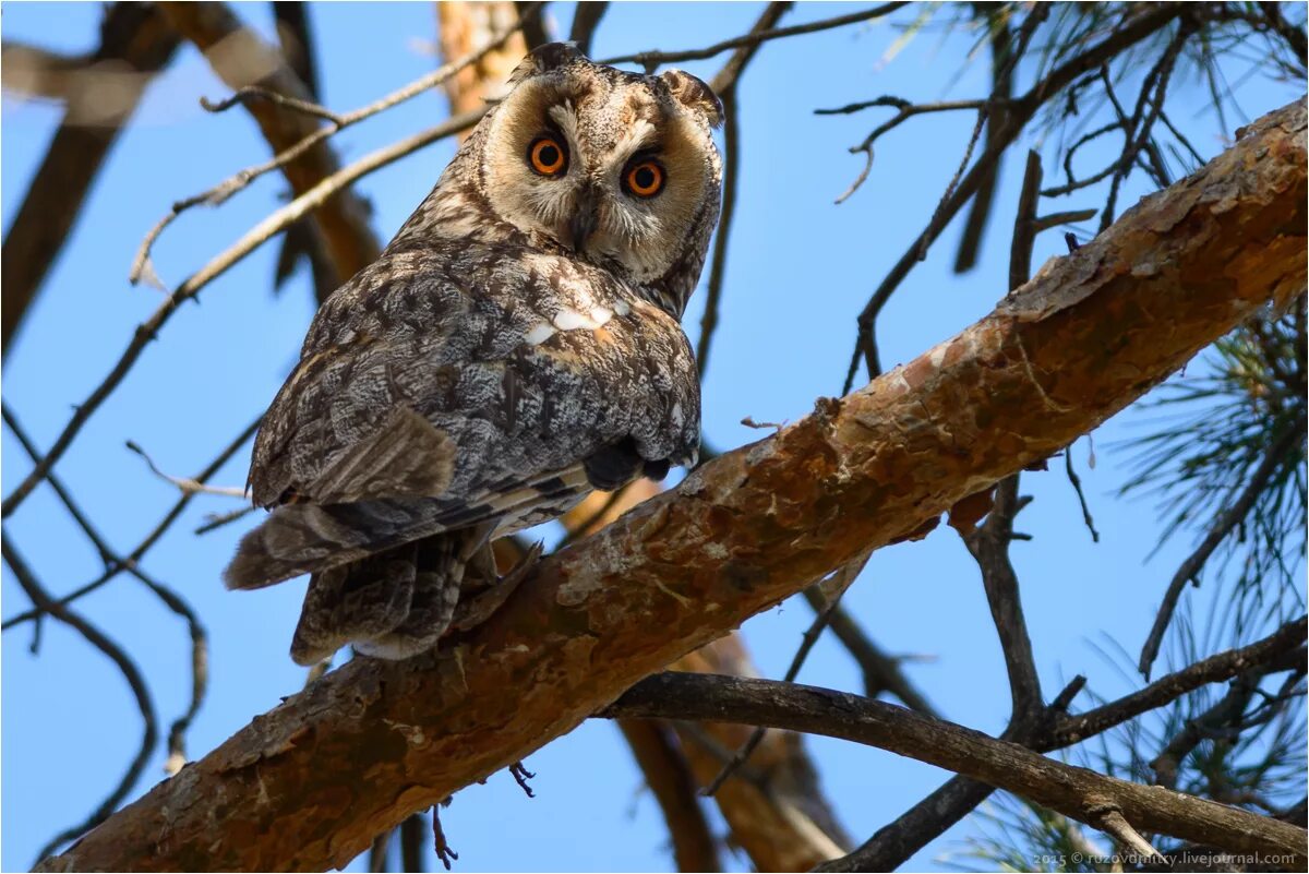 рыбный филин хоккайдо. капская сипуха. сова сипуха обыкновенная. дальневосточный рыбный филин. птенец ушастой совы.