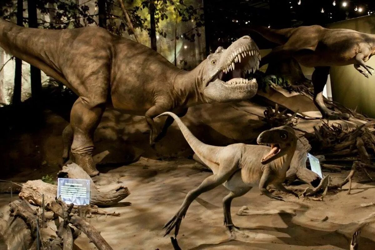 Динозавры путешествие во времени. Королевский Тиррелловский Палеонтологический музей. Королевский Тиррелловский Палеонтологический музей в Альберте. Канада Королевский музей Тиррелла и парк Дайносор.