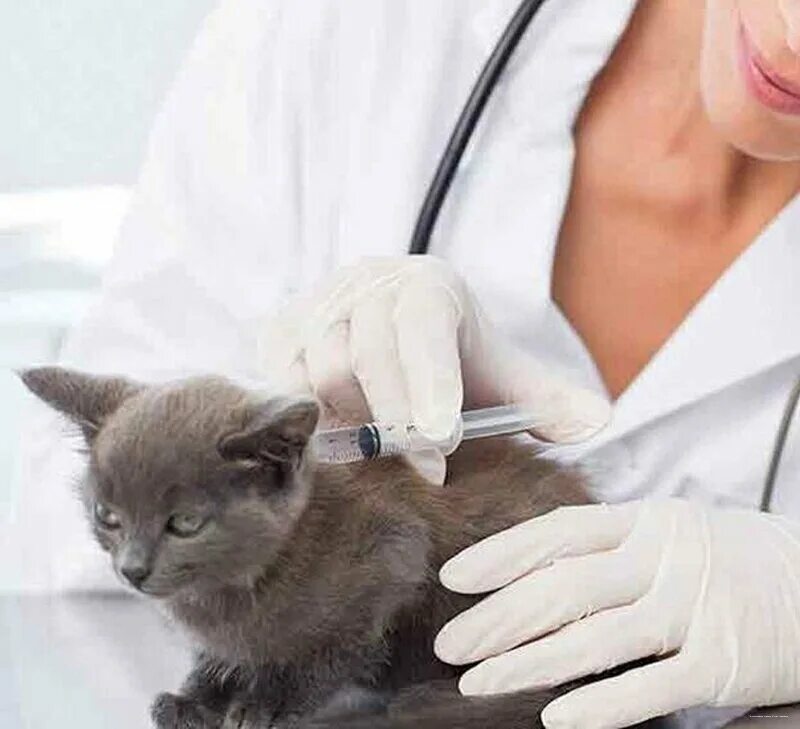 Ok vet. Вакцинация кошек. Прививка для кошек. Прививки котятам. Укол кошке.