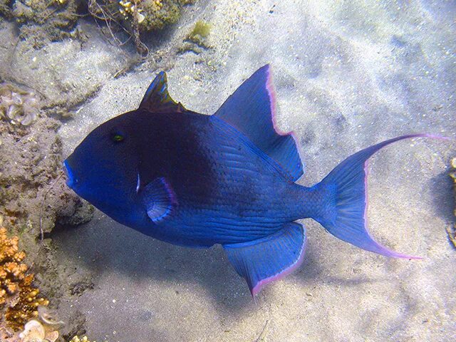 Спинорог пикассо. Рыба триггер. Белохвостый спинорог. Розовохвостый спинорог. Рыба balistes capriscus.