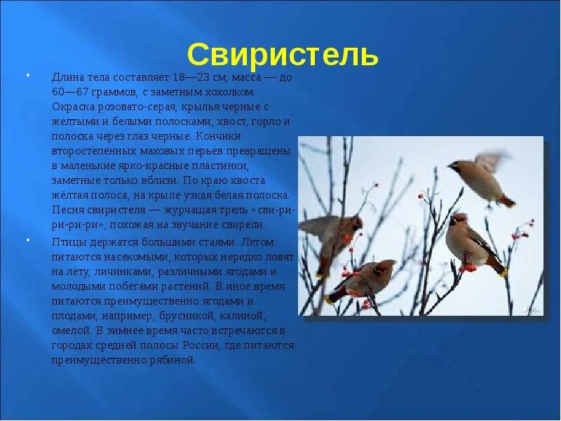 Свиристель презентация. Свиристель птица описание. Краткое описание свиристели. Доклад о свиристели. Свиристель характеристика