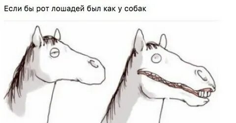 Волчки у лошади