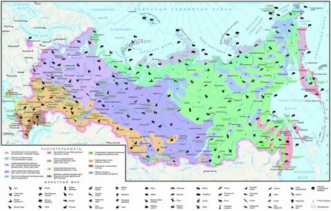 Природные зоны России на карте с названиями