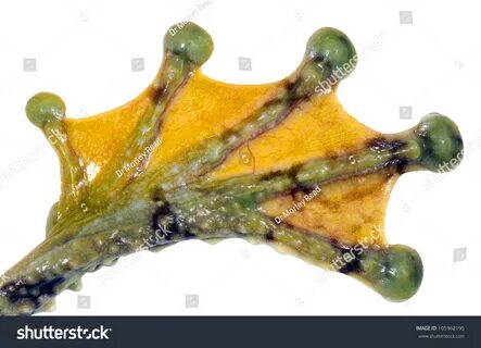 Webbed foot
