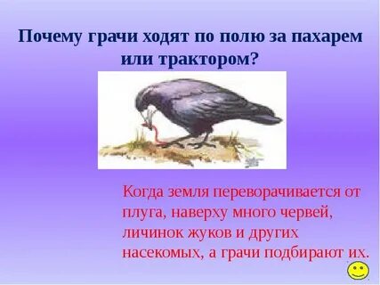 Увидал грача пословица
