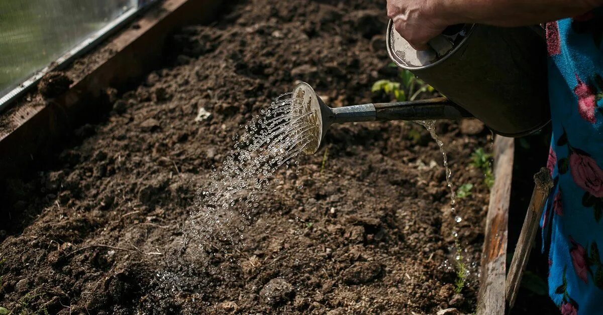 Обработка почвы в теплице весной перед посадкой. Полив грунта лейкой. Полит земля. Лейкой поливают землю в теплице. Обработка почвы перед посадкой.