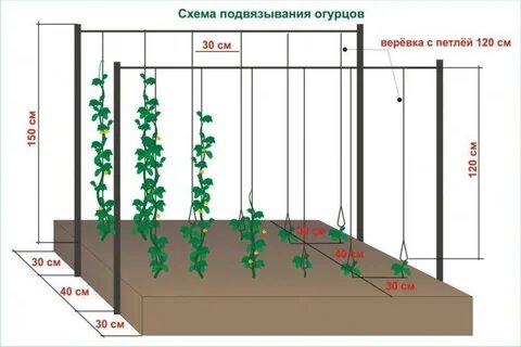 Какое расстояние между посадками огурцов