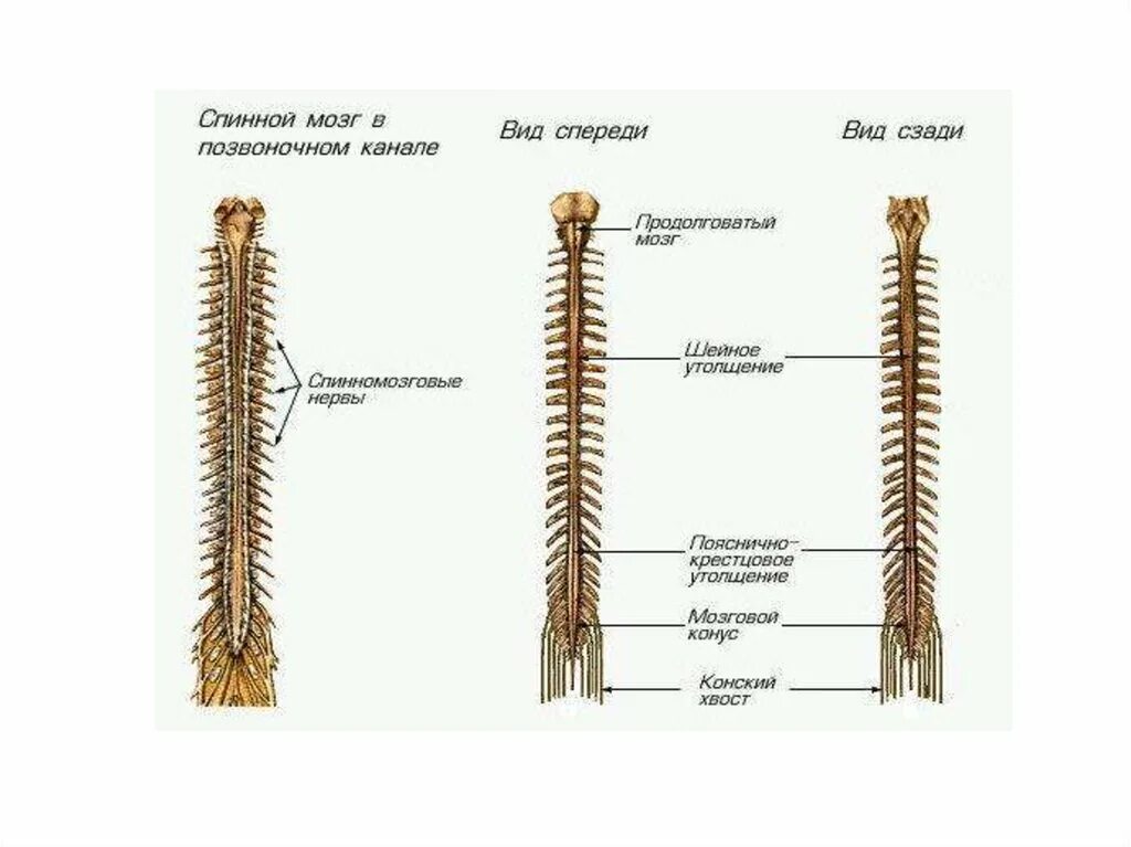 Строение 8. Наружное строение спинного мозга. Спинной мозг вид сзади строение. Внешнее строение спинного мозга анатомия. Анатомические структуры спинного мозга.