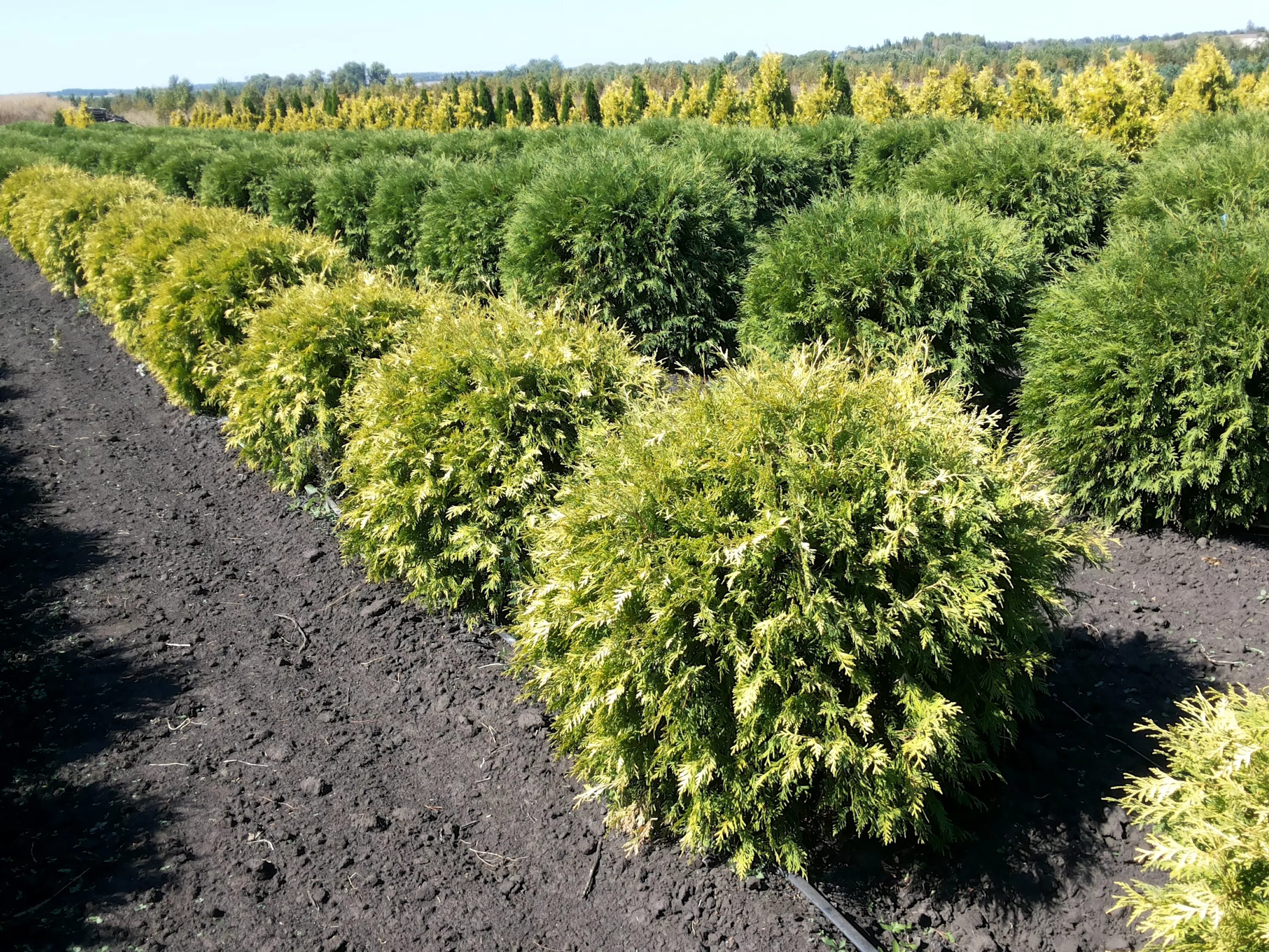 Туя Западная Thuja occidentalis “Golden Globe”. Туя Западная Голден Глоб(Golden Globe). Туя Западная `Голден Глоуб`, Thuja occidentalis `Golden Globe`. Туя шаровидная Голден Глоб.