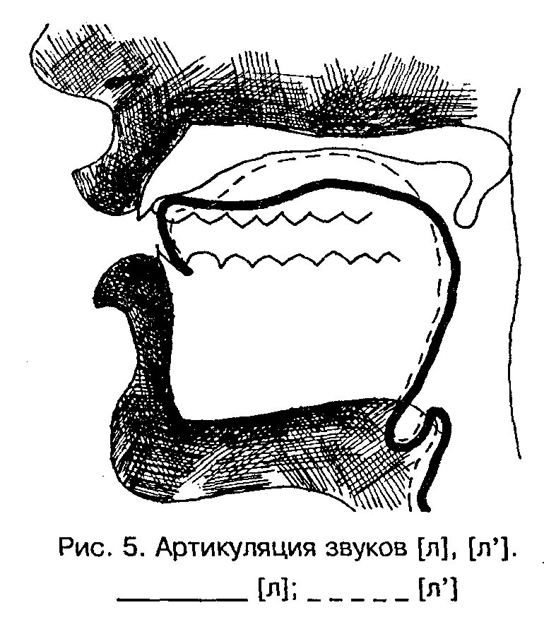 Артикуляция л. Артикуляция звука л и ль. артикуляционный профиль звука ль. артикуляция звука с. артикуляционный профиль звука л и ль.