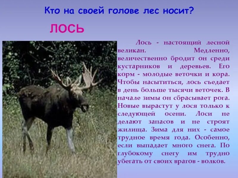 На поляну вышел лось. Кто на своей голове лес. Лось великан. Лось Размеры. Кто на своей голове лес носит ответ на загадку.