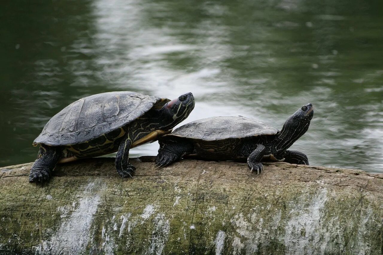 Водные черепахи. Черепаха в природе. Черепашки в природе. Черепаха водная Дикая.