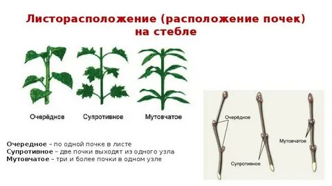 Листорасположение денежного дерева