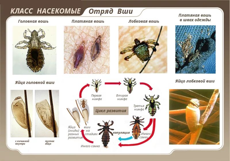 Стрекозы вши жуки клопы таблица по биологии 7. Вши общая характеристика. Отряды насекомых вши характеристика. Вши отряд насекомых. Отряд вши представители.