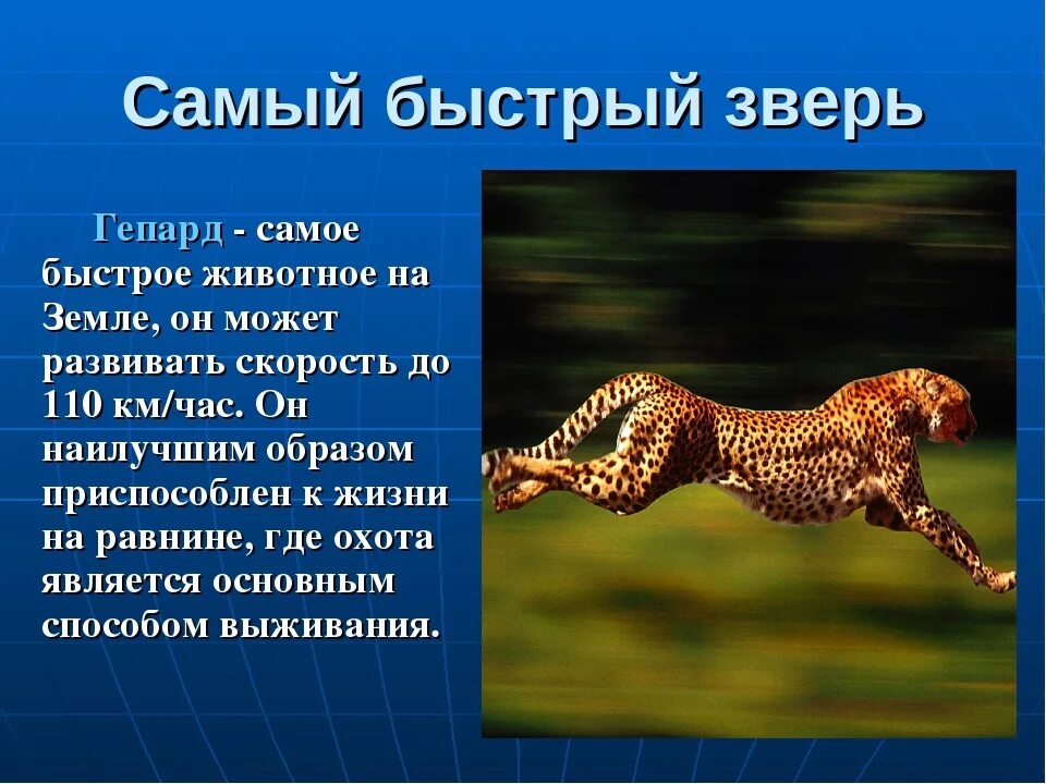 3 5 животных на суше. Самое быстрое животное на земле. Гепард самое быстрое животное. Гепард самый быстрый зверь на земле. Самое быстрое животное на земле и его скорость.