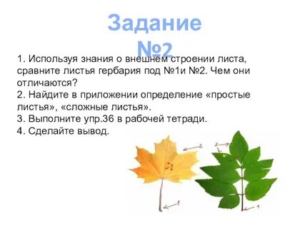 Задания строение листа