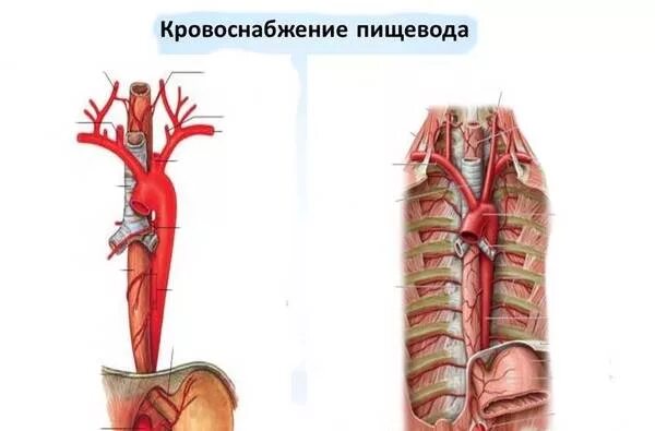 Схема блуждающего нерва анатомия. Топографическая анатомия пищевода блуждающий нерв. Синтопия пищевода анатомия. Регионарные лимфоузлы пищевода. Региональные лимфатические узлы пищевода.