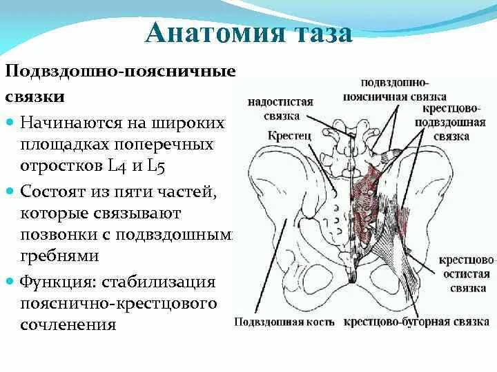 Поясничная связка