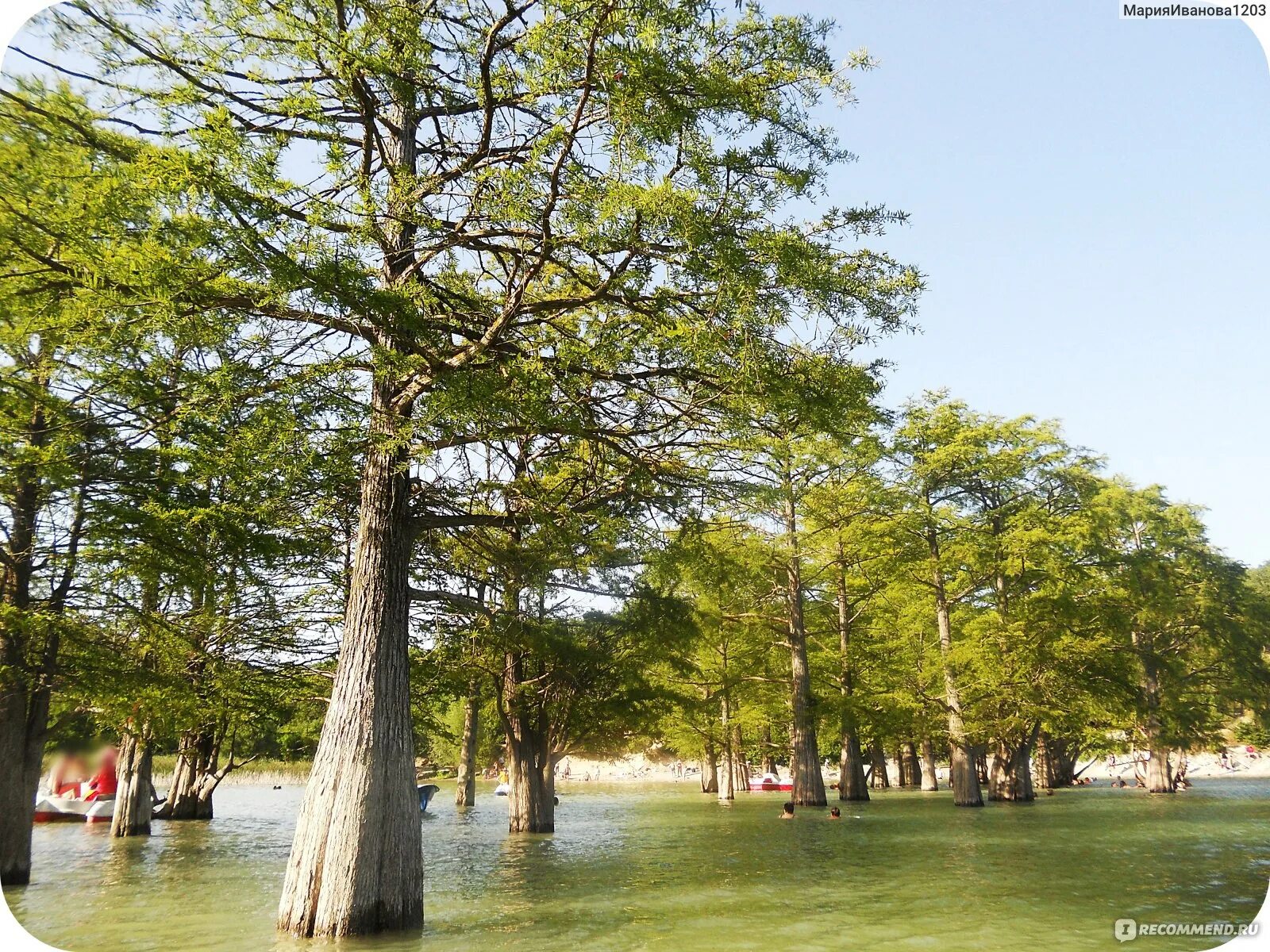 Кипарисовое озеро абрау дюрсо. Кипарисовое озеро сукко. Сукко озеро с кипарисами осенью. Озеро сукко в анапе. Болотные кипарисы в анапе.