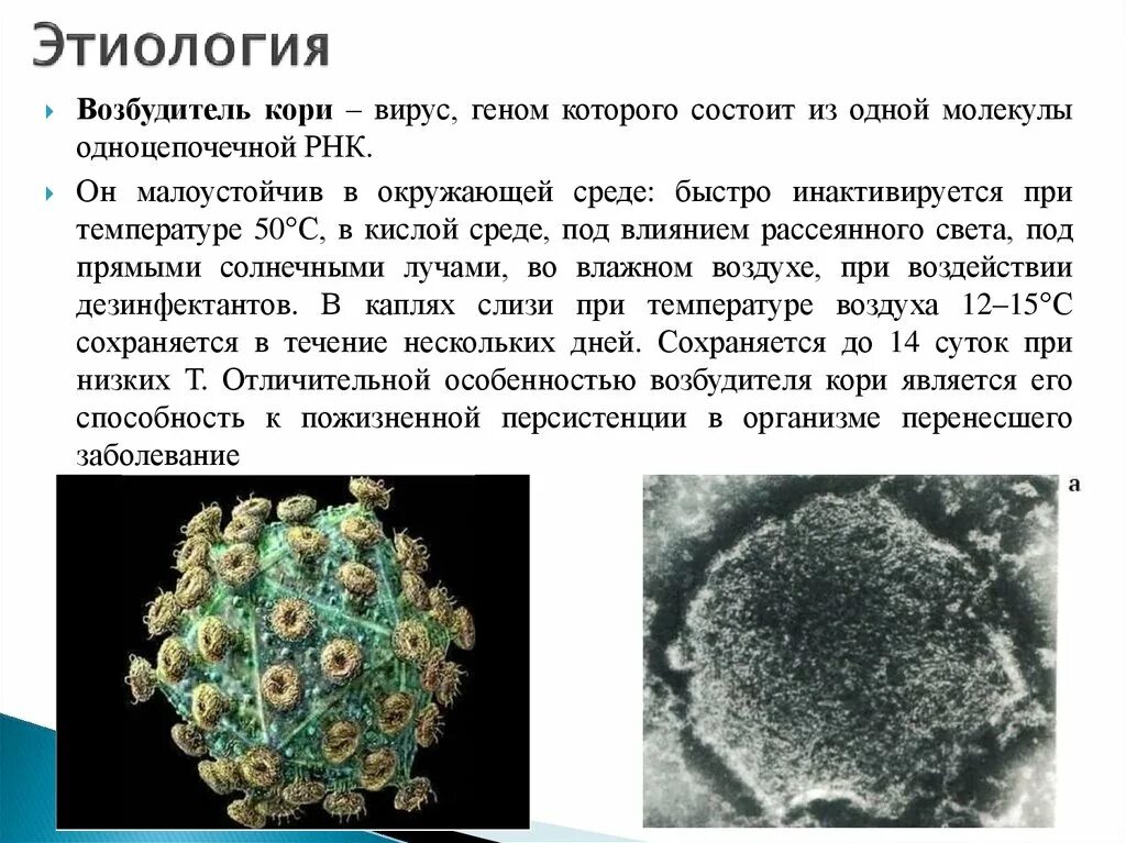 Вирус ковид отнесен к группе. Корь характеристика возбудителя. Характеристика возбудителя кори. Корь характеристика вируса. Вирус кори доклад по биологии.