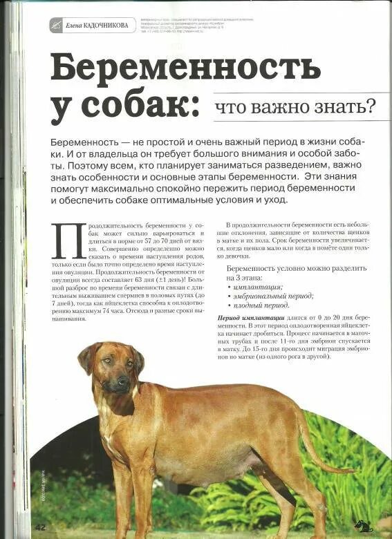 Сколько длится у собак беременность средних пород. Этапы беременности собаки. срок беременности у собак. календарь щенности у собак.