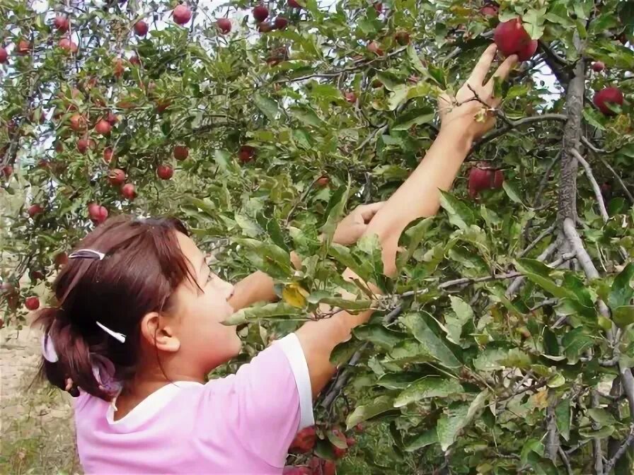 наманган яблоко. как созревает яблоко. в намангане яблоки зреют ароматные. в намангане яблоки зреют ароматные. ялла наманганские яблоки.
