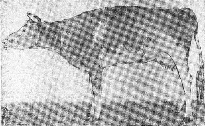 Клонико-тонические судороги животных. Столбняк у животных симптомы. Столбняк у животных симптомы. Ветеринария столбняк у крс. Столбняк у животных симптомы.
