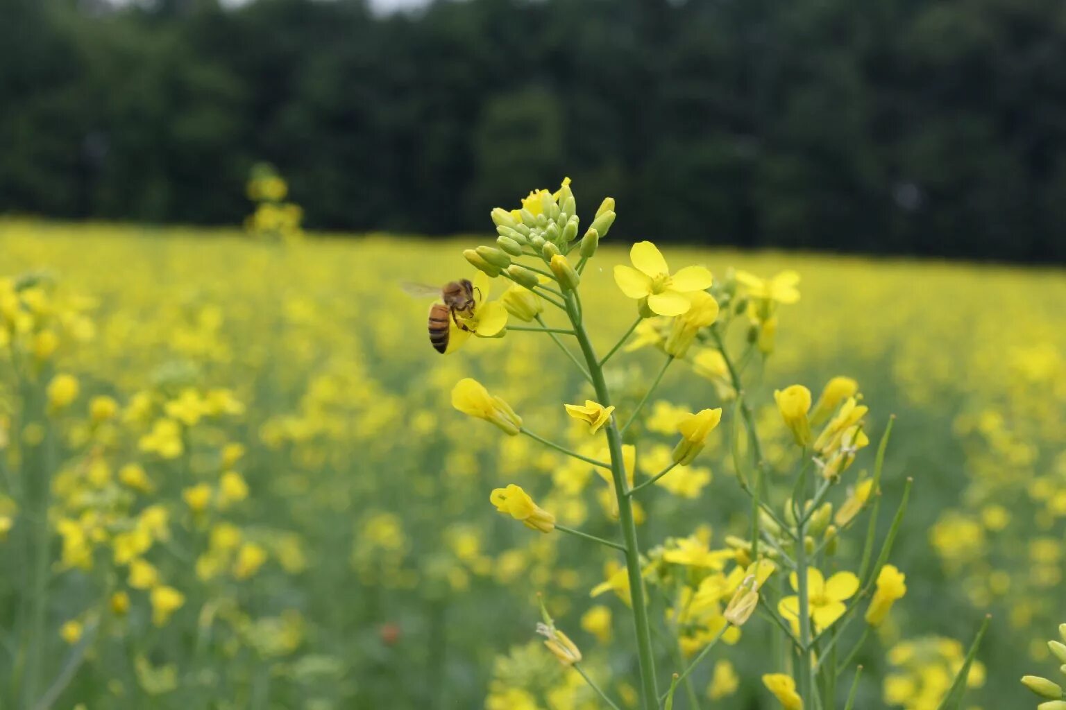 Рыжика посевного (Camelina Sativa),. Camelina Рыжик. Растение Рыжик рыжиковое масло. Рыжик масличная культура. Цветок рыжик