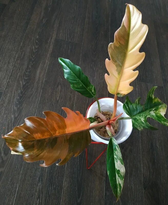 Филодендрон кобра желтая. Филодендрон рогозум. Филодендрон грин еллоу. Филодендрон нарроу эскейп. Филодендрон крем.