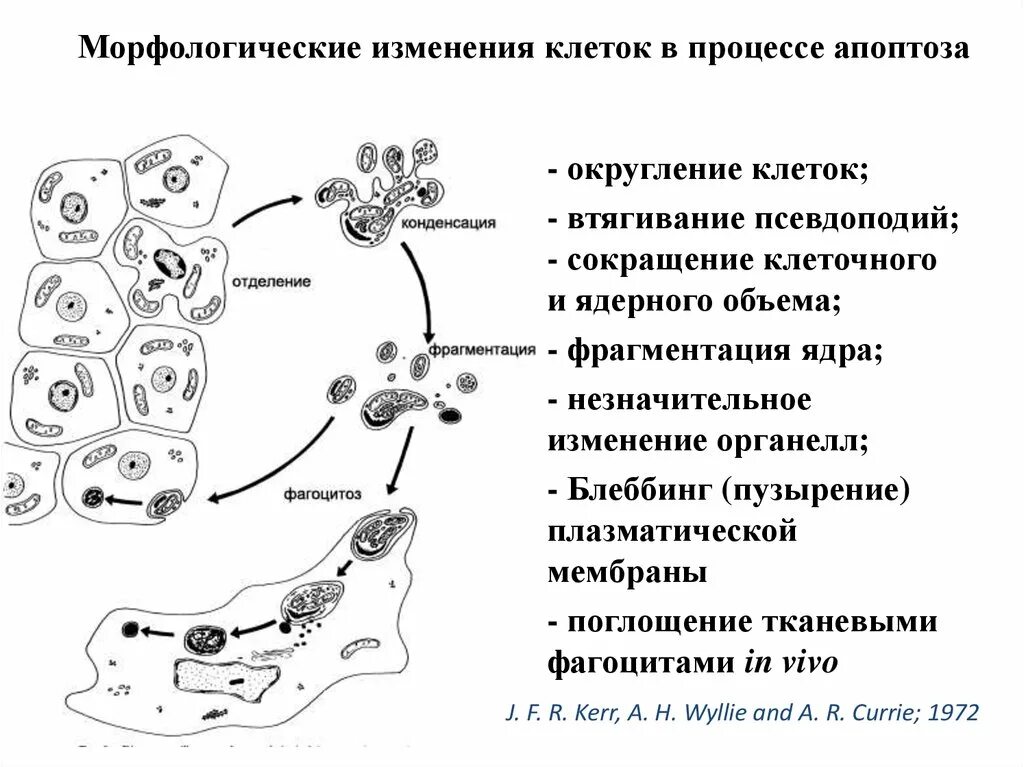 Морфологические изменения клеток в процессе апоптоза. Морфологические изменения клеток при апоптозе. Молекулярные механизмы апоптоза клеток. Схема морфологических проявлений апоптоза.