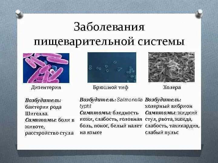 Какие бактерии вызывают тиф. Какие бактерии вызывают тиф