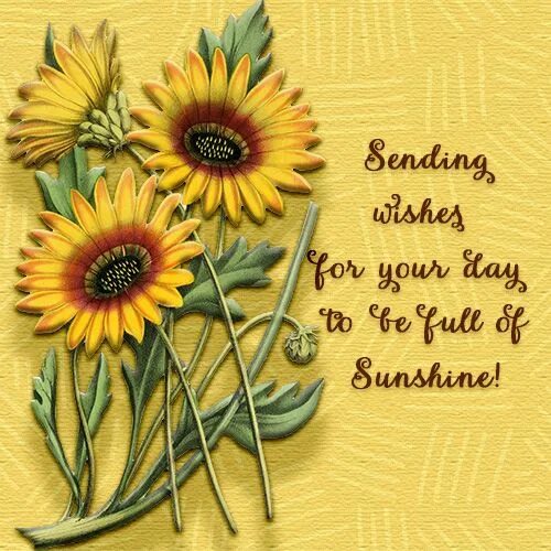 Sunshine Wishes. Sunflower фф цитаты. You are my Yellow. Good morning Greeting Cards. Send wish