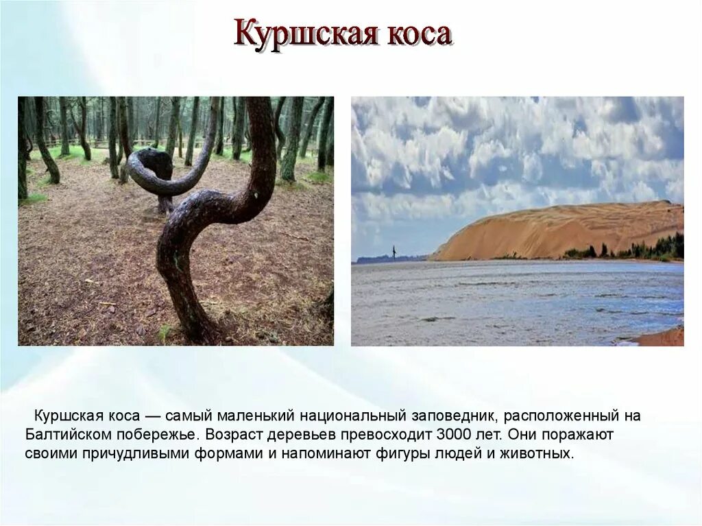 Сообщение про куршскую косу. Национальный парк курская коса. национальный парк &quot; куршская коса2. куршская коса сообщение для 4 класса по окружающему миру. сообщение о куршской косе.