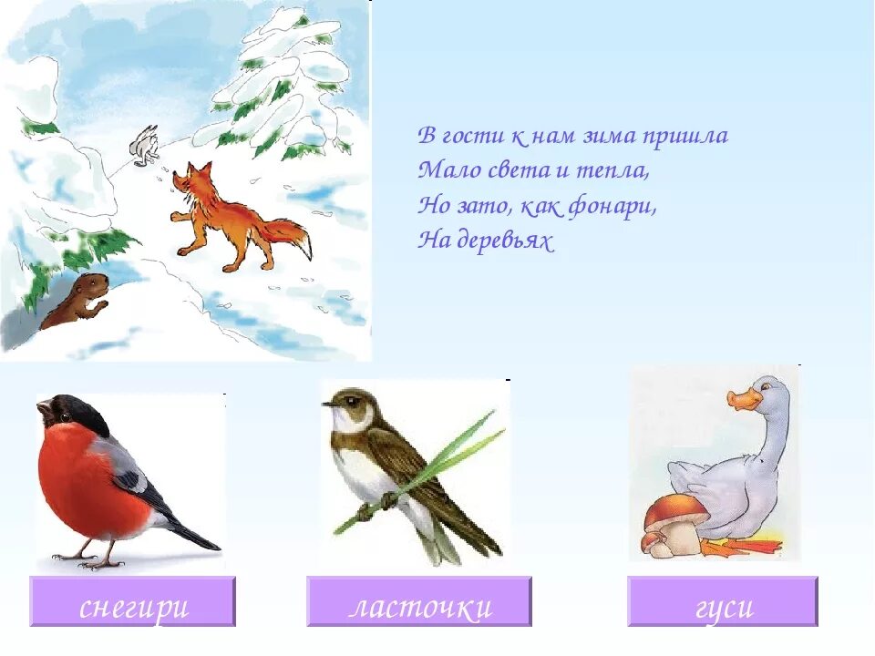 Загадки про птиц 4 года. Загадки про птиц. Загадки про птиц для детей. Загадки про птиц для дошкольников. Загадки на тему птицы.