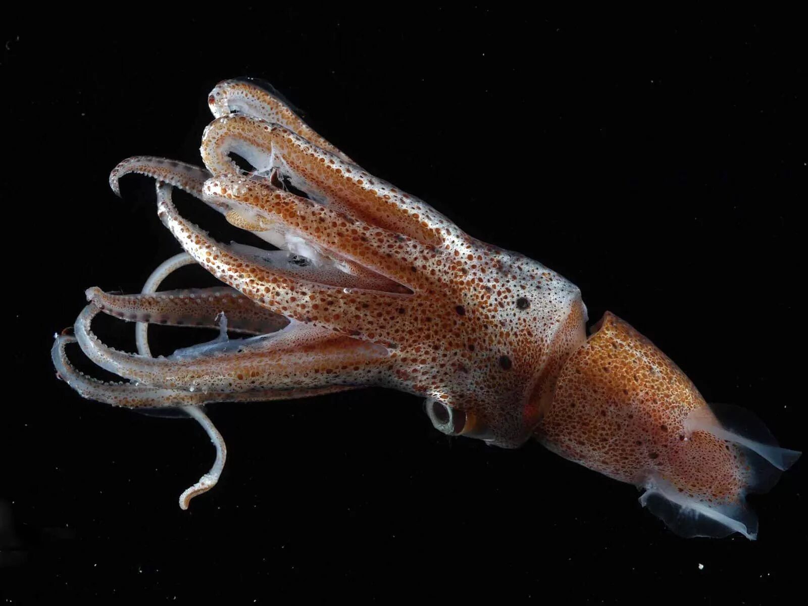 Головоногие моллюски кальмар. Кальмар Lolliguncula Brevis. Кальмар стенотевтис. Тихоокеанский кальмар (todarodes pacificus). Морское головоногое