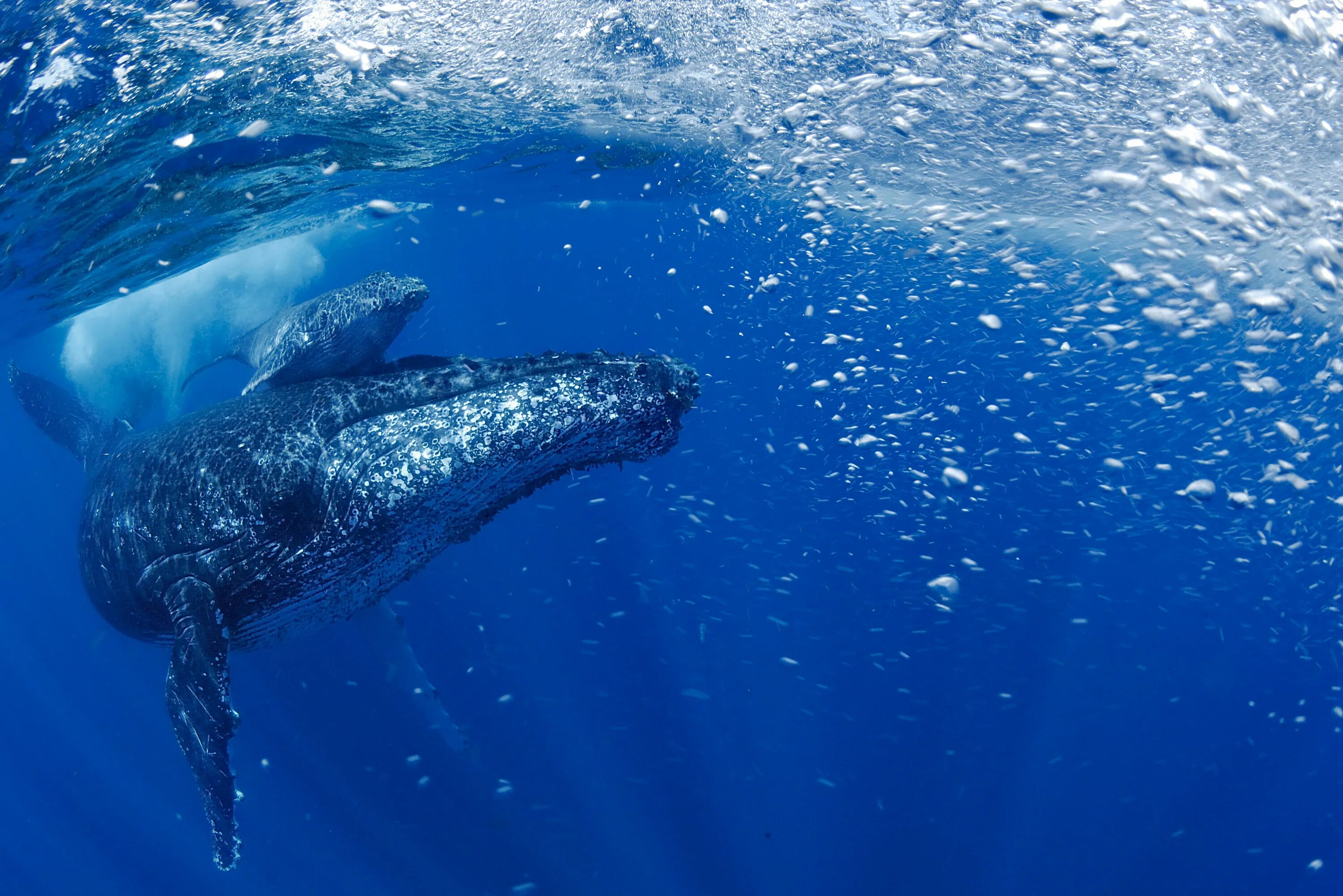 Киты атлантического океана. Горбатый кит. Горбатый кит Атлантического океана. Горбатый кит миграция. Киты в Атлантическом океане.