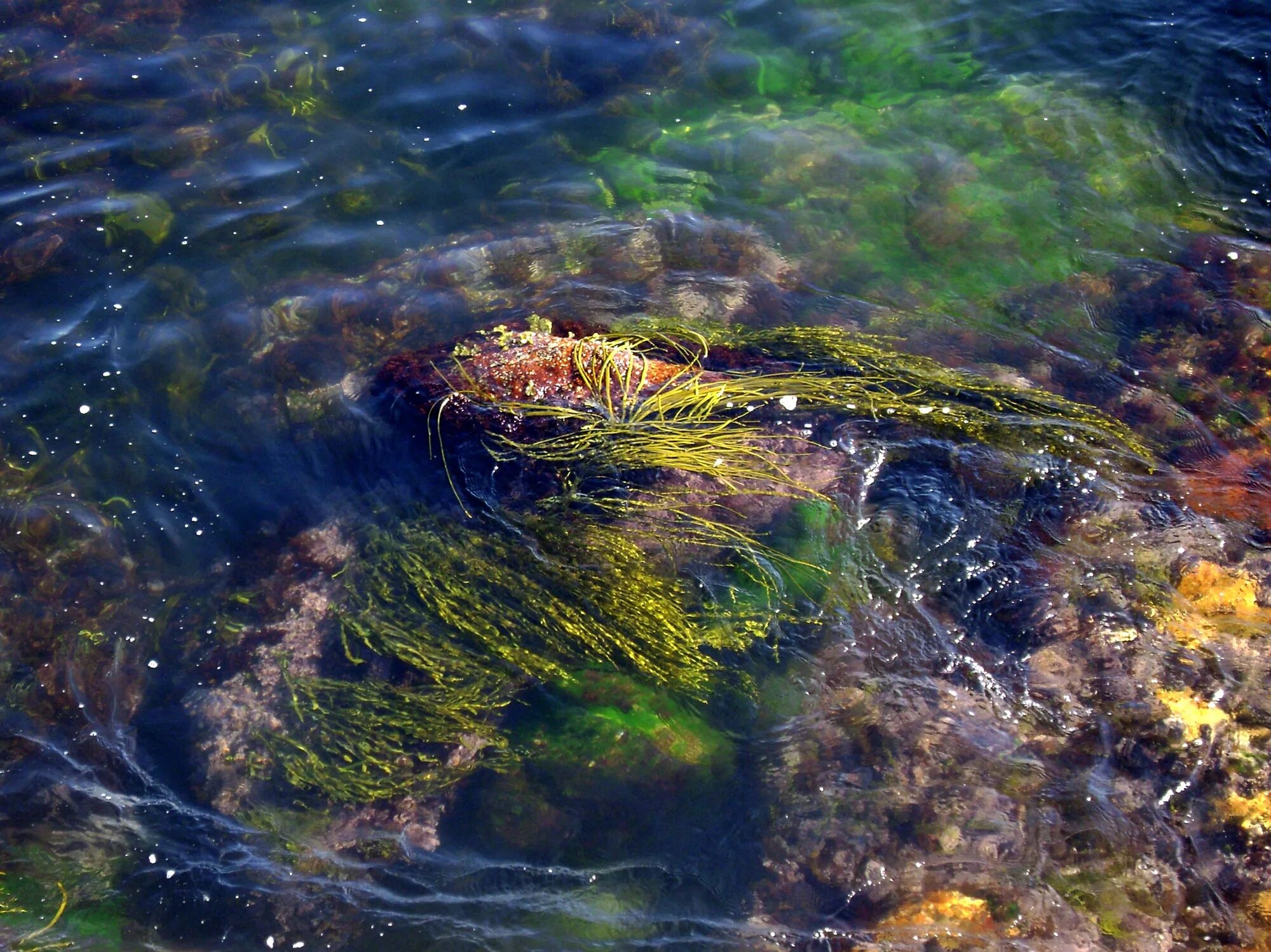 Термофильные синезеленые водоросли. Нахимовское озеро синезеленые водоросли.