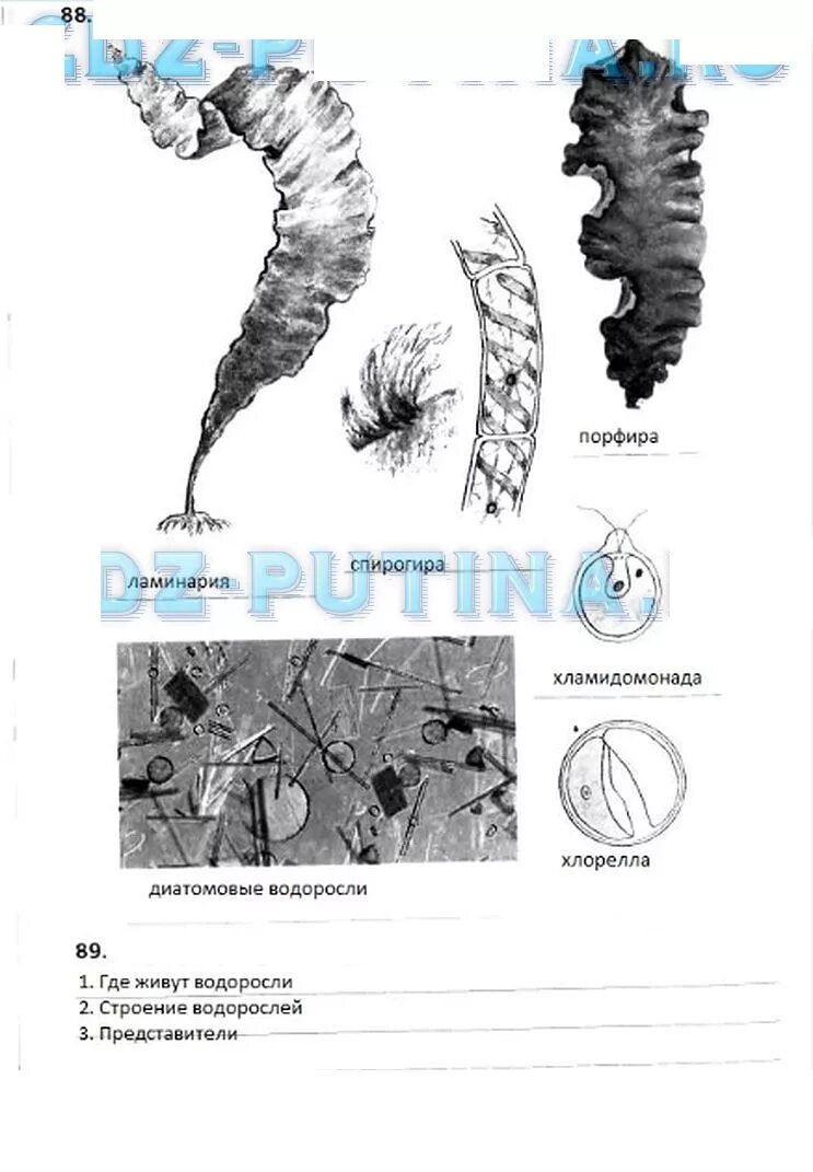 Учебник водоросли. Биология 5 класс рабочая тетрадь Сонин водоросли. Водоросли 5 класс биология а.а Плешаков. Подпишите названия водорослей изображенных на рисунке. Многообразие водорослей 5 класс рабочая тетрадь.
