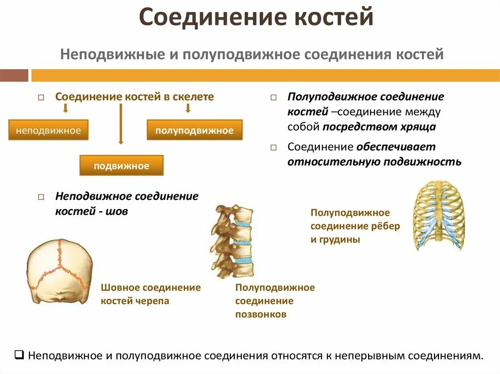 Виды хрящей скелета. Неподвижные полуподвижные и подвижные соединения костей. виды соединения костей анатомия схема.