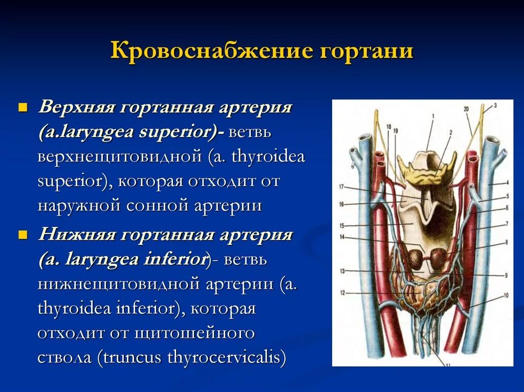 Гортань топографическая анатомия. Гортанный нерв топография. Иннервация гортани анатомия. Анатомия гортани кровоснабжение и иннервация. Артерии щитовидной железы