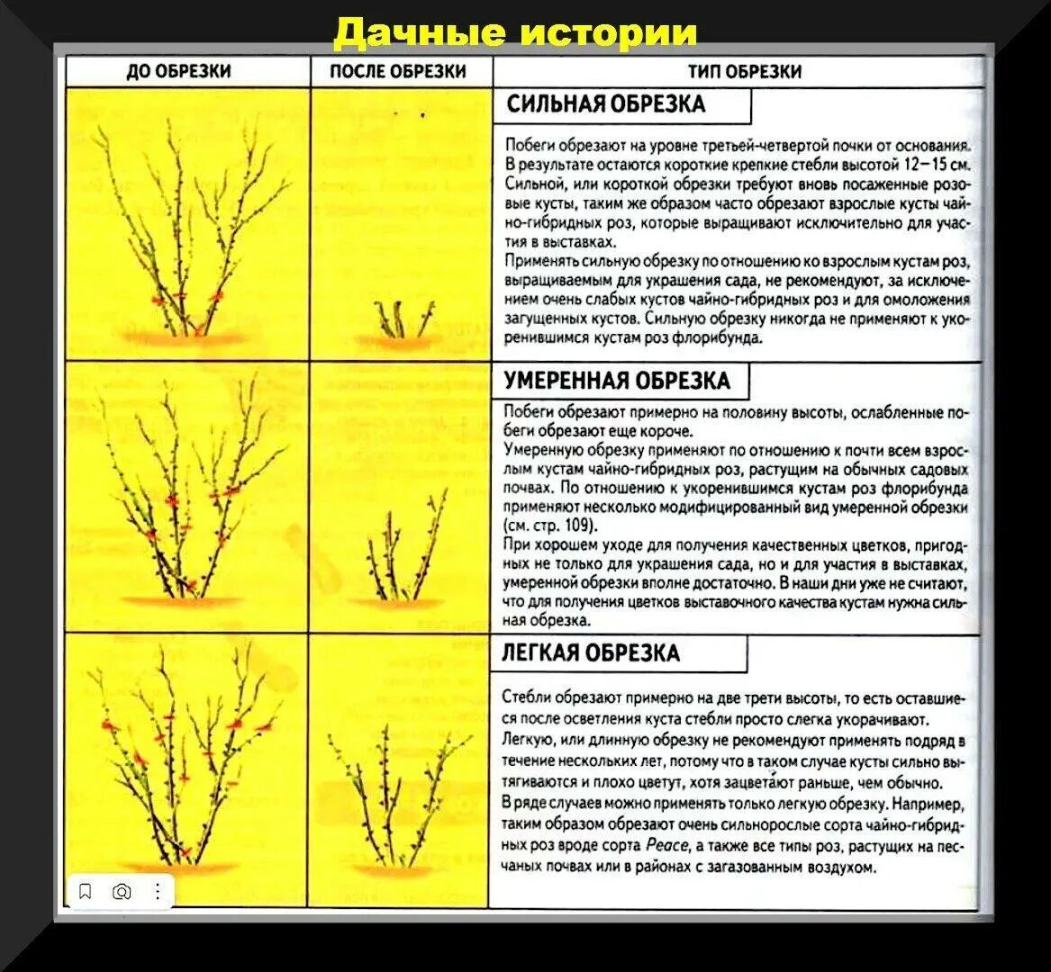 Обрезка плодовых деревьев на внешнюю почку. Схема обрезки деревьев и кустарников. Виды обрезки деревьев и кустарников. Типы обрезания. Операция при фимозе схема.