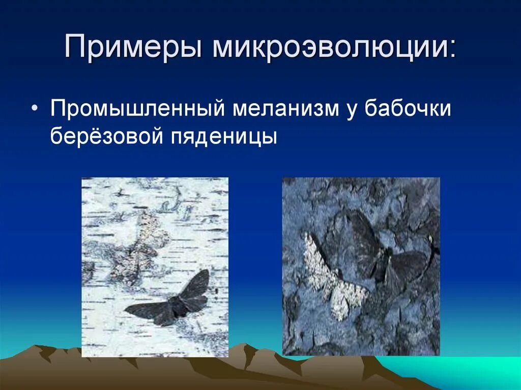 Привести пример микроэволюции. Микроэволюция примеры. микроэволюционные процессы. микроэволюционные процессы примеры. микроэволюционные процессы популяции.