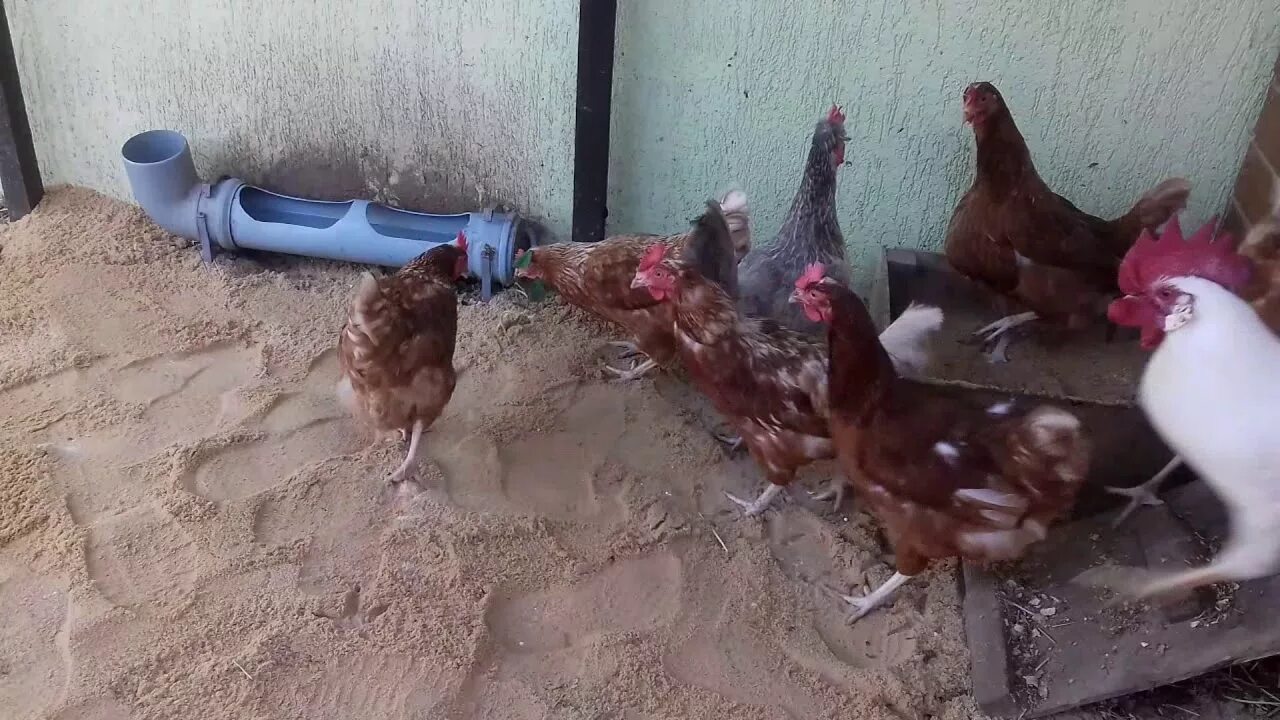Известь для кур несушек. Купальня для кур в курятнике. Зольная ванна для кур. Уборка в птичнике. Дезинфекция птичника.