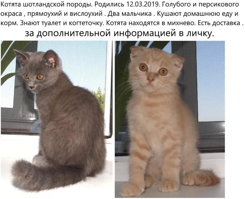 Как определить шотландца