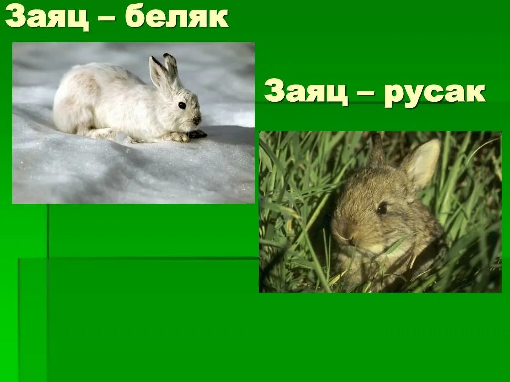 Различия зайцев беляк и русак. Заяц Беляк и заяц Русак. Заяц Беляк и Русак. Заяц Беляк. Заяц Беляк и Русак фото.